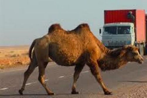 Под смоленском водитель audi сбил верблюда