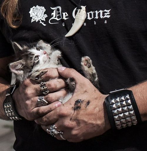 В минске байкер спас котенка из-под трамвая